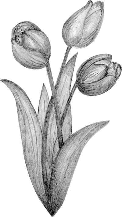Zwarte Tulp